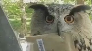 OWL🦉-POSTMAN BROUGHT A LETTER | 👍ANIMALS