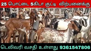 ஓரிஜினல் கொடிஆடு குட்டிகள் 25 பெட்டை 5கிடா குட்டி  விற்பனைக்கு தூத்துக்குடி மாவட்டம் பசுவந்தனை