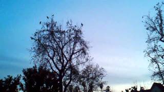 Wild Parrots of Pasadena