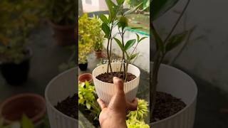 ഈ കുഞ്ഞൻ zz  നെ ഇഷ്ടപ്പെട്ടോ 🌿#shorts #youtubeshorts #plants #garden #trending #viralvideo #foryou