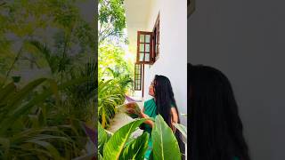 A Day In My Life | #minivlog #slowliving #india #srilanka #aesthetic #greenlife #diml