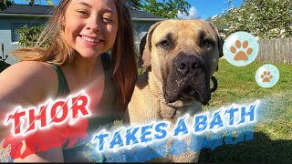 🫧Bathing a 100lb South African Boerboel 😱🐶🐾🧼