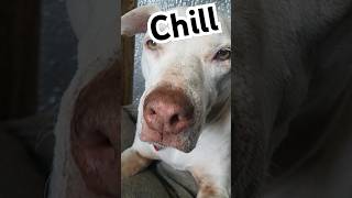 RANGER is CHILL (waitin 4 dinner) 🐶 ||#doglover #shortvideo #cute #dogshorts #subscribe