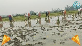 দেখুন মেয়েরা কিভাবে ধানের চারা রোপণ করে! কম-খরচে ও বিনামূল্যে কিভাবে ধানের চাষে করে হয়