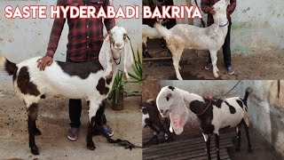 Saste Hyderabadi Bakriya| Hyderabadi Breedline Goats | Jhirra | Asif Nagar | Hyderabad