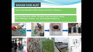 Pengaruh Bobot Awal yang Berbeda Terhadap Pertumbuhan Caulerpa Sp  di Kolam Penampungan IPAL Tambak