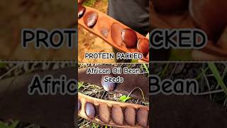 Protein-rich African Oil Bean Seeds #Protein #macronutrient #superfood