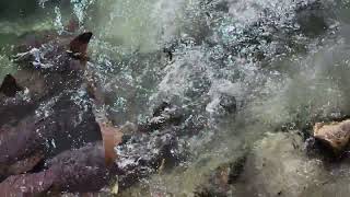 Feeding Time for the Nurse Sharks