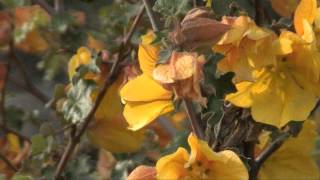 CALIFORNIA FLANNELBUSH