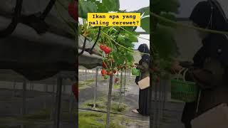 Ikan apa yang paling cerewet? #tebaktebakan  #viral #dlaspurbalingga #kebunstrawberry #shorts