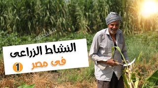 النشاط الزراعى فى مصر (الجزء الأول) | أولى ثانوى جغرافيا | الترم التانى