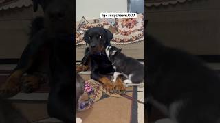 Rottweiler warning ‼️ to husky #sadqa #trendingsong #trendingshorts #shorts #rottweiler #husky