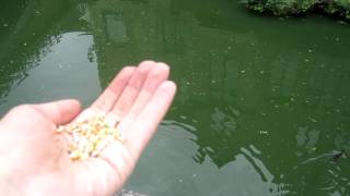 Feeding the ducks in Brussels, Belgium