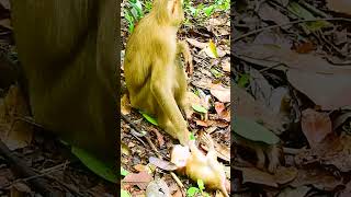 #monkey #babymonkey #monkeycry #newbabymonkey #newbornbaby #fbreel #facebook #short #shortvideos #Mo