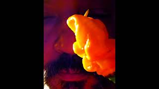 T Rex Yellow #superhotpeppers #superhot #superhots #hot #peppers #hotpeppers #heat #burn