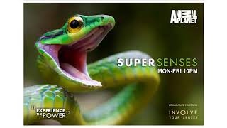 Animal Planet's - Super Senses : Fragrance Partner : Involve Your Senses | Wildlife Show