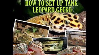 How to set up Tank for Leopard Gecko Tips