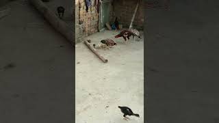 unique zoo🐦#youtubeshorts #youtube #ytshorts #trending #Aliminizoo