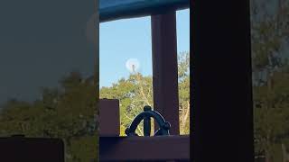 Hawk in front of moon in the morning Oct 18 2024 #nature