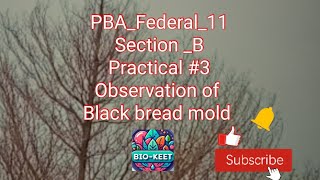 PBA_Federal_11| Section _B| Practical #3| Study & observation of black bread mold & penicillium