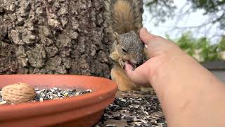 Petting wild squirrel