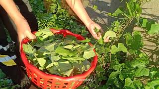 [HEALTHY FOOD] ស្ងោស្លឹកបាសពងទា​ - Cooking Lvy Gourd with Duck Eggs / Cheivetsroksre