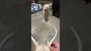 Dog Concerned About Aggressive Deer Carcass?!?!