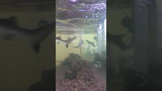 ikan hiu aquarium #shorts