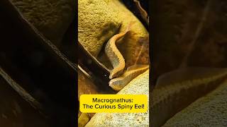 Macrognathus: The Curious Spiny Eel! AquaVerse #macrognathus #spinyeel #shorts