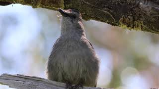 Gray Catbird Singing Away