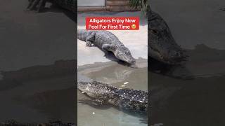 Alligators Enjoy New Pool For First Time 🥹🐊#shorts #alligator