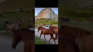 Как красиво #конники #конники #horse #лошади_моя_жизнь #equestrian #актив_вернись