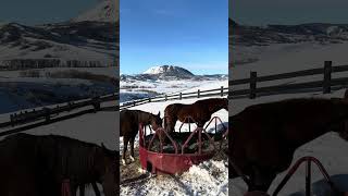 Horses' Winter Breakfast #snow #horses #saddlebred #ranch #ranchlife