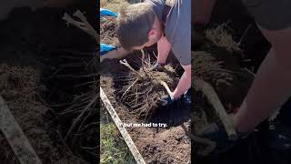 Rescuing heirloom asparagus!