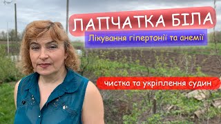 Лапчатка біла (перстач). Лікування гіпертонії і анемії. Чистка та укріплення судин.