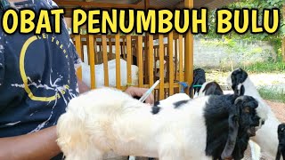 OBAT PENUMBUH BULU KAMBING SENI