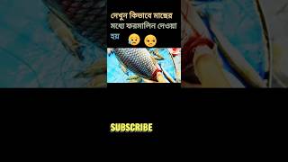 দেখুন কী ভাবে মাছের মধ্যে ফরমালিন দেয়# family entertainment BD #youtubeshorts #shorts