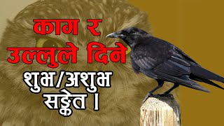 kag ko sanket | काग र उल्लुले दिने शुभ /अशुभ  सङ्केत । sanket l  ullu ko sanket | kag karayeko ।