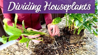 Dividing Houseplants: Two Methods for Propagating Via Division