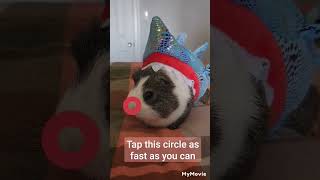 tap this circle as fast as you can on this cute adorable guinea pig in a shark costume