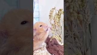 Hamster harvests his food 🌾