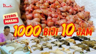 1000 BIIJI JANTAN KUCING HILANG DALAM WAKTU KURANG LEBIH 10 JAM SAJAAAAA !!!