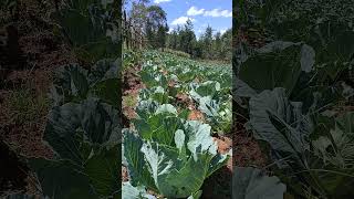 How crops grown using purely organic methods look like | best method of farming #shorts #organic