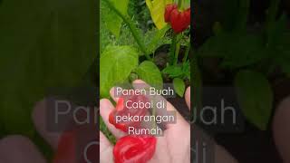 PANEN CABAI DIPEKARANGAN RUMAH (Tanaman Pekarangan) PETANI MILENIAL #shorts  #viral