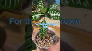 Do you like hydroponics or soil? Comment below