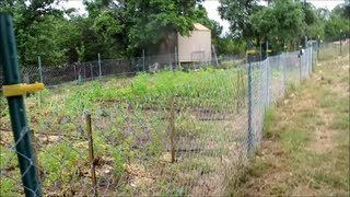 New Hen House going up and Garden Update June 30, 2013