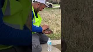 Sweet Man Saves Dehydrated Squirrel On Side Of The Road - Quick Friends!!