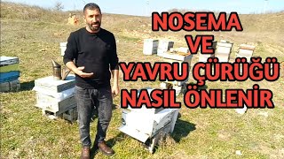 Arılar neden ilkbaharda nosema ve yavru çürüklüğüne yakalanıyor | Nasıl önlem alınır detaylı anlat