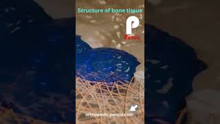 Structure of Bone Tissue.