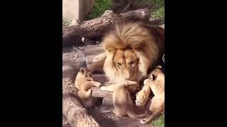 Father lion plays with his cute cubs